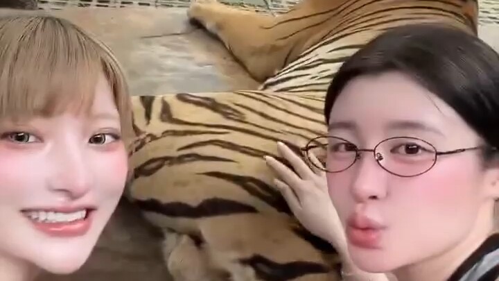 Do you dare to poke a tiger’s butt?