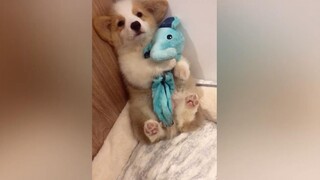 [Animals]Cute moments of corgis in daily life