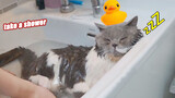 [Animals]The best cat on the internet when taking shower