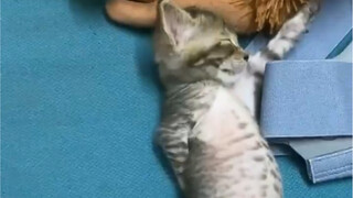 แมวต้นฉบับ