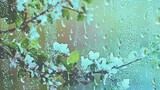 Silvetti-Spring Rain (Joseph Samuel 'Joel' Minas Birthday Theme Song)