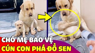 Bất ngờ cảnh 'CHÓ MẸ' ngồi thay cún con 'CHỊU TRẬN' khi lỡ phá đồ của Sen 😅 Gâu Đần