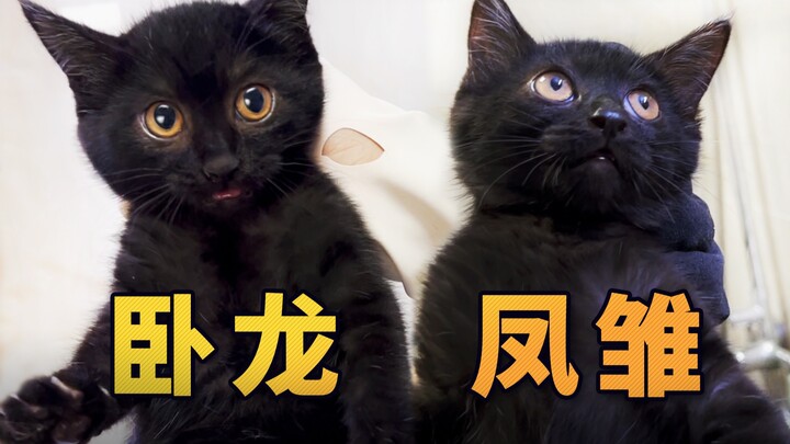 绑了俩奶猫，隔天猫妈也来了！