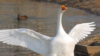 The most foul-mouthed goose on the Internet (Part 2)