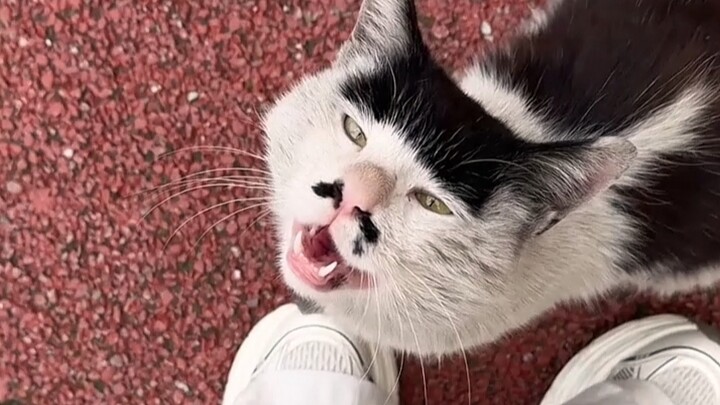 You thought it was post-production dubbing, but it’s actually the cat’s original voice!