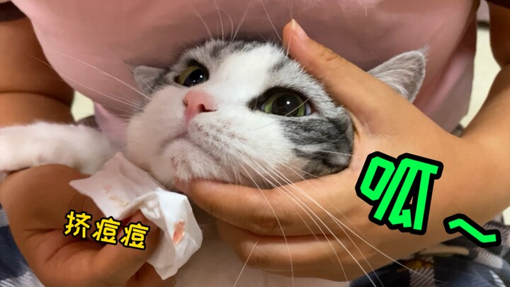 การบีบสิวแมวมันเป็นยังไงนะ? แม้แต่แมวโง่ยังพูดพล่ามได้!