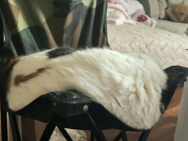 “Cats are a kind of magical, viscous liquid”