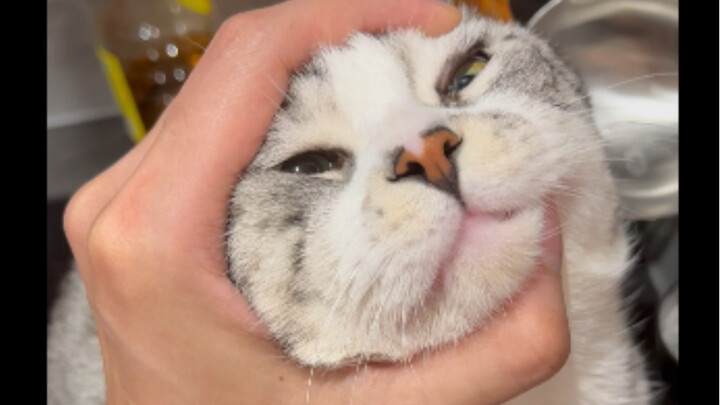 Cat caught stealing food, immediately admits fault on the spot