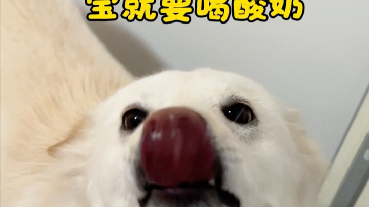 If you don’t give it to me, I’ll just throw a tantrum—what’s the difference from raising a little ba