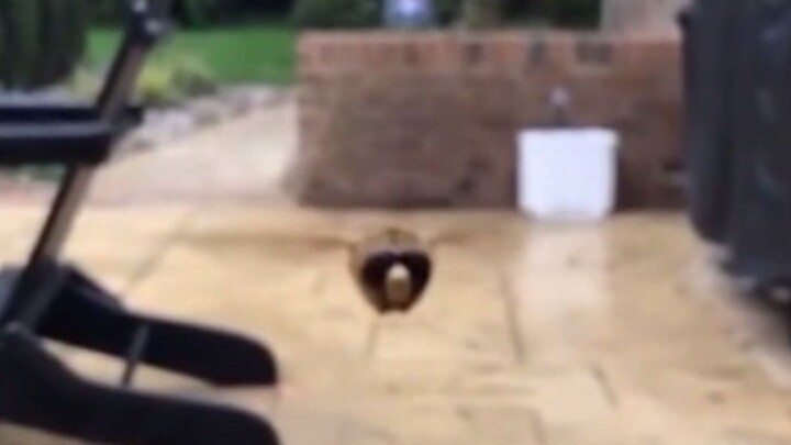 มนุษย์ ผึ้ง มหาศึก