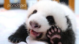 Very Fierce Panda. I Was So Scared