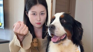 Mengajak berjalan anjing Bernese Mountain Dog seberat 50 kg, si "anjing ganas" paling lembut