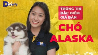 Chó Alaska - Tìm hiểu đặc điểm, tính cách giá bán & cách chăm sóc.  Chó Alaska ăn gì, dễ nuôi không?