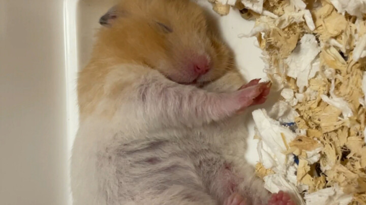【Chuột hamster】Xem chú chuột nhỏ mơ mộng