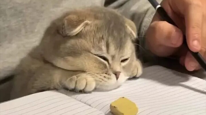 “小猫虽笨，但是小猫可爱呀”