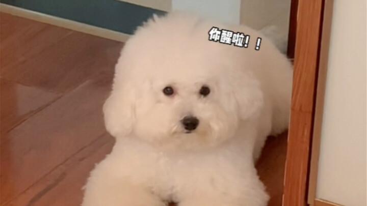 เมื่อฉันเผลอนอนตื่นสาย สุนัขของฉัน