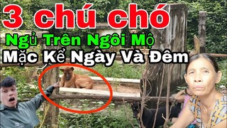 Bí Ẩn Ly Kỳ Tò Mò Không Hiểu Vì Sao 3 Chú Chó Ngủ Trên Ngôi Mộ Bất Kể Giờ Giấc Ngày Và Đêm