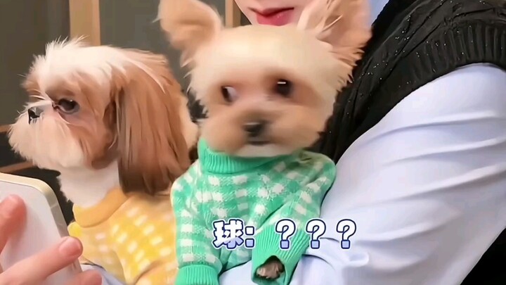 【تان جيان تسي】أحبّ جدًا مشاهدته وهو يُؤدِّب الجرو الصغير، يوبّخه بلطف ويدلّله في الوقت نفسه! تان جيا