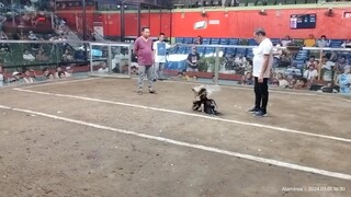 Dom win 2 hits champion