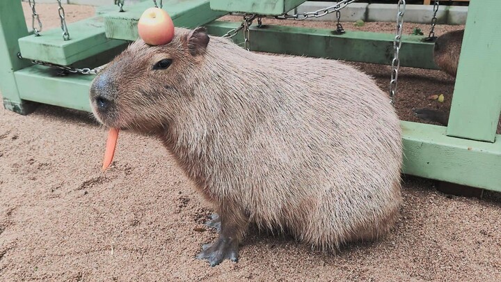 كابيبارا، هذه الحالة الشبه ميتة محبوبة جدًا.