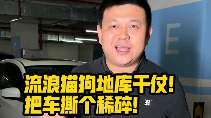 Kucing dan anjing liar adu jotos di basement! Mobil sampai hancur berantakan! Apakah pihak asuransi 
