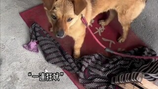 The world is falling apart, but the little dog mends it piece by piece.