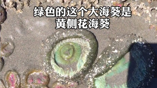 【Liangji Biological Identification】This Beach in the U.S. Is Full of Sea Anemones