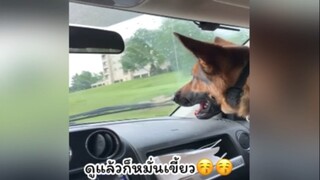 พวกสัตว์เลี้ยงจอมป่วง