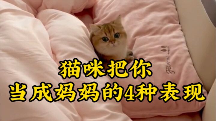 Four signs your cat sees you as its mom!