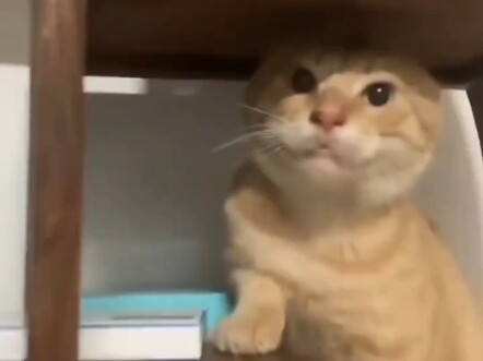 Time-removing octogenarian all-attack