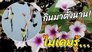 เช็คอาการ...รีบหา"ผักบุ้ง" มากิน มาใช้ เสียดายกินมาตั้งนาน ไม่เคยรู้!