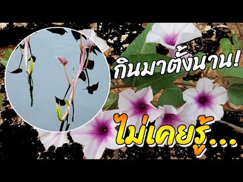 เช็คอาการ...รีบหา"ผักบุ้ง" มากิน มาใช้ เสียดายกินมาตั้งนาน ไม่เคยรู้!