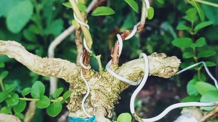 pengawatan bahan bonsai  sancang