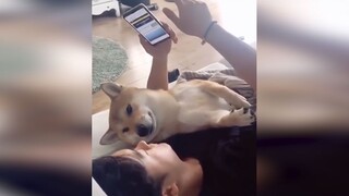 Cute And Funny Animal Videos To Keep You Smile