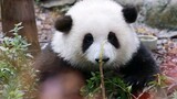 [Hewan][Vlog]Selamat menjalani kehidupan sehari-hari panda He Hua