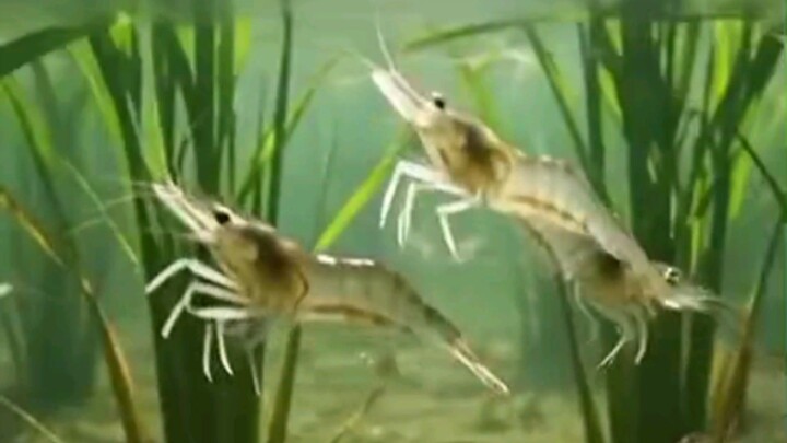 #nature #wildlife #shrimp #paddyfield #ruralife #aquatic #bilibili  Don't forget to like, comment,