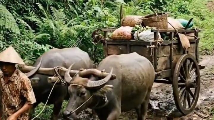 2-Buffalo Power. Zero Emissions. All Terrain. #SlowLiving #NatureEscapism #BaliV