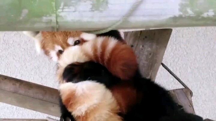 Fluffy big tail