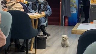 The little dog that comes to visit every day is from the shop next door. He comes to sit here every 