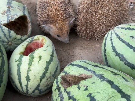 اجمع البطيخات التي أتلفها لصّ البطيخ، واعطِ لصّ البطيخ درسًا لا يُنسى.