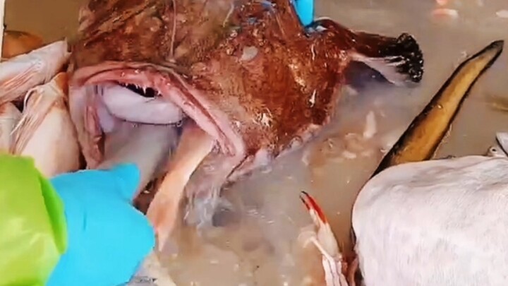 Wow, wow, wow—how can this anglerfish’s big mouth hold so much?