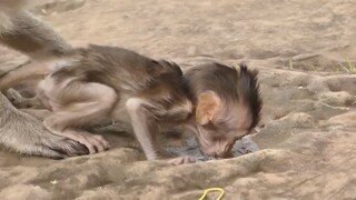 So Pity Baby Charlee Drink Water From The Stone With Mom Charla, Baby Very Thin Because Mom No Milk