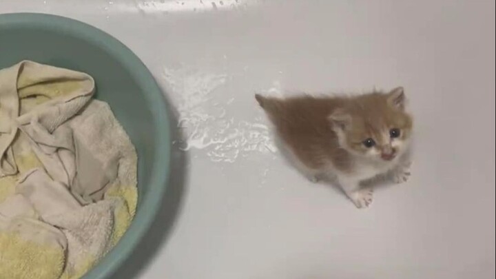 Anak kucing yang baru saja aku temukan itu lucu banget saat sedang minum susu!