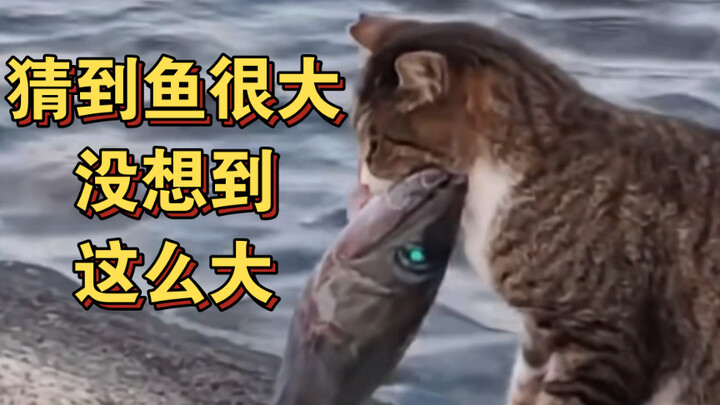 ظننت أن السمكة كبيرة، لكنني لم أتوقع أنها بهذا الحجم!