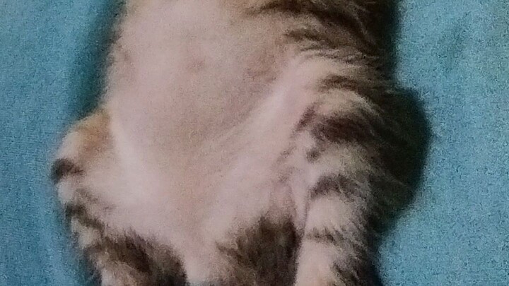 entah mengapa ini kucing