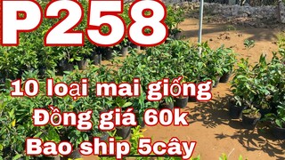 mai vàng p258 | 0377022714 Long | 10 loại mai giống đồng giá 60k bao ship toàn quốc 5 cây