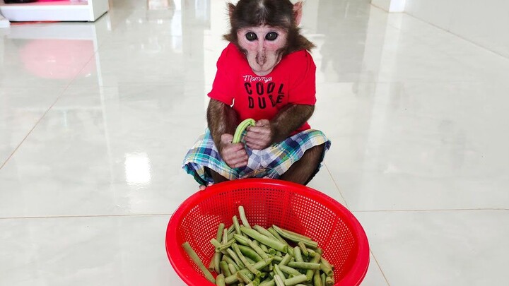YoYo the little monkey helps Mom pick green beans? What a great, helpful son!