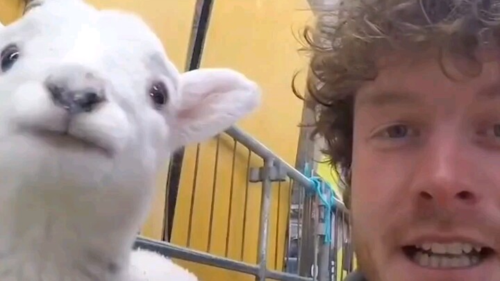 แอลลัน ดิกซัน หลงรักสัตว์ตัวเล็กๆ มาก ไม่เพียงแต่เขาสื่อสารกับพวกมันได้ดีเท่านั้น ยังสามารถทำให้เจ้า