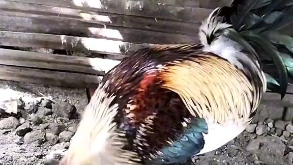 manok tips