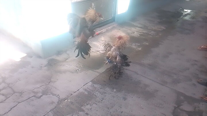 bulik vs gold abuhin bitaw